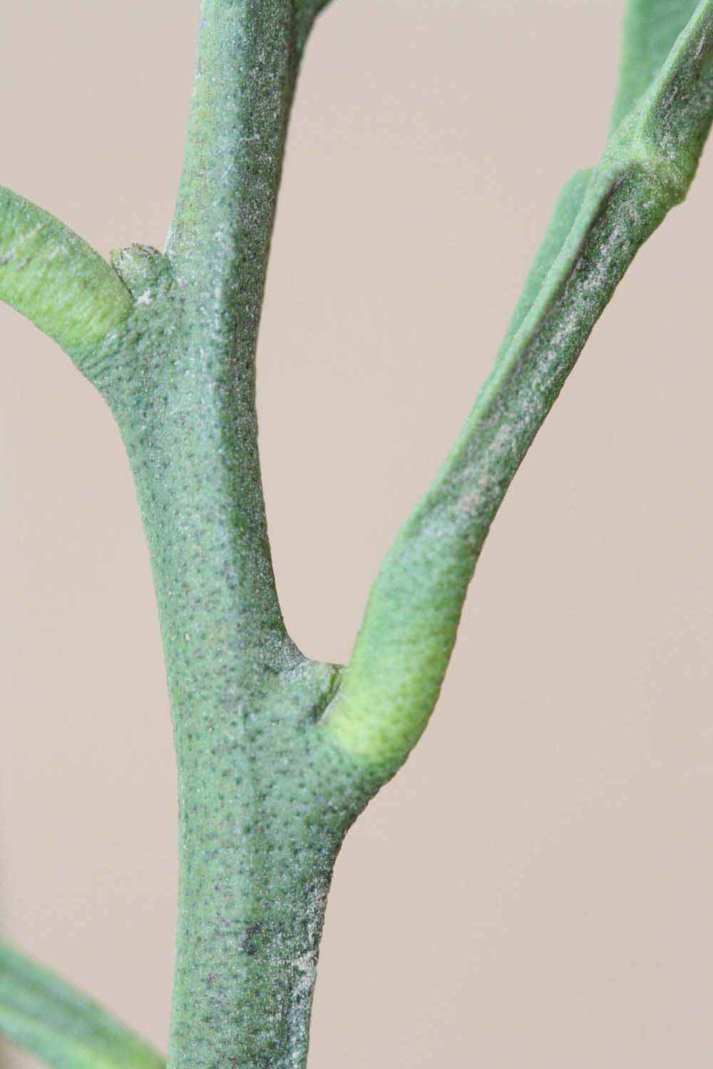            First year twig (Riverside, CA)   